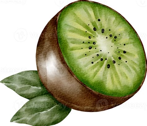 watercolor kiwi fruit element 16537622 PNG