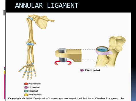 Annular Ligament