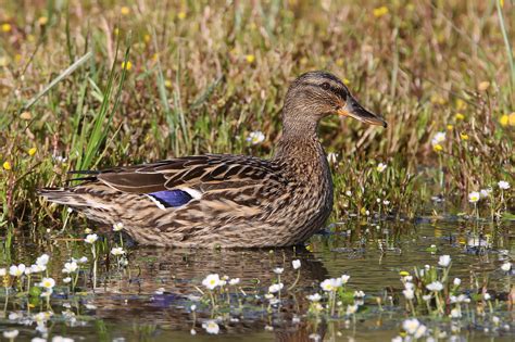 Female dabbling duck photo ID guide - BirdGuides