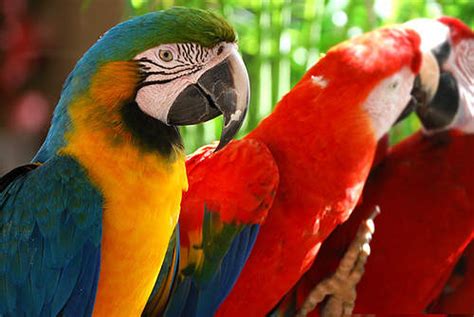 Holiday to "Parrot Jungle Island":Choice Your Holiday