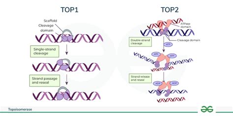 Topoisomerase - Types, Inhibitors, and Role in DNA Replication - GeeksforGeeks