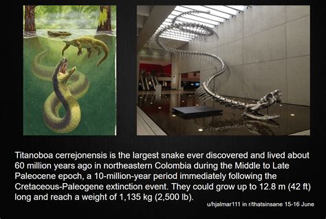 Titanoboa snake : r/ThatsInsane