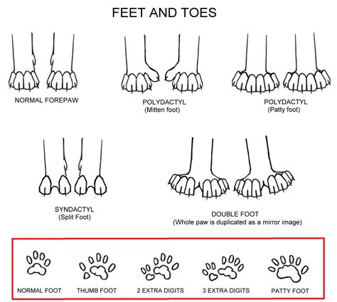 A polydactyl cat is a cat with a congenital physical anomaly called ...