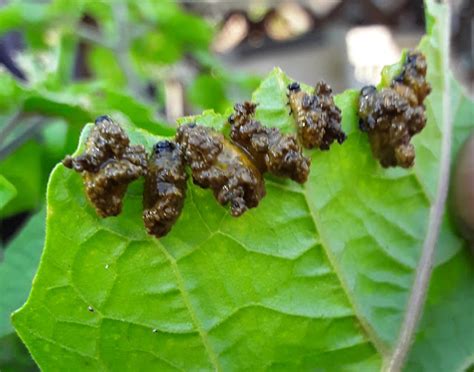 Susan Mayer's Haven: 3-lined potato beetle larva