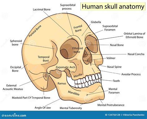 Medical Education Chart of Biology Human Skull Diagram. Raster. Front Aspect White Background ...