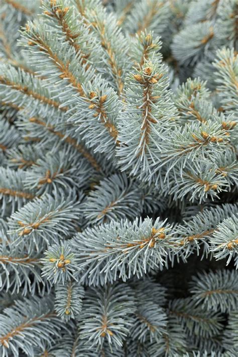 Dwarf Globe Blue Spruce Care Sale Online | blog.websoft9.com