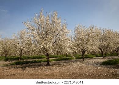 Almond Trees Blossom Almond Orchard Stock Photo 2271048041 | Shutterstock