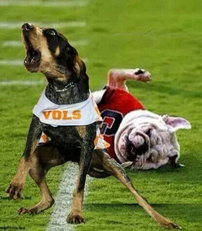 Haha!! Go Smokey!! | Tennessee volunteers football, Tennessee football, Tennessee mascot