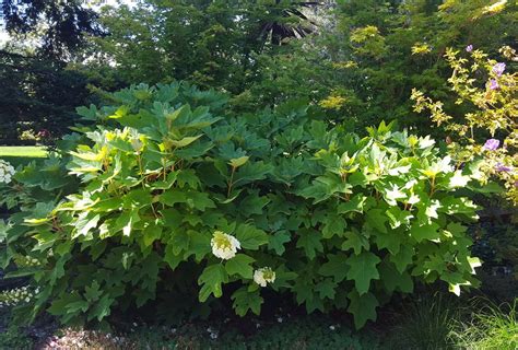 Hydrangea quercifolia 'Snow Queen' - Boething Treeland Farms