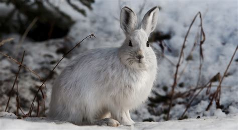 Plants, Animals & More - Alaska (U.S. National Park Service)