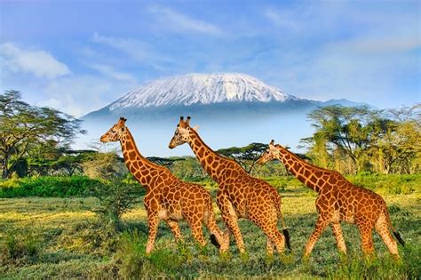 Know The Top Kenya National Parks: Where Wildlife Roams Free