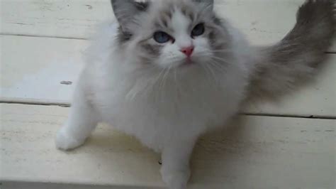 47 Seal Lynx Ragdoll Cat Collection – Pets House