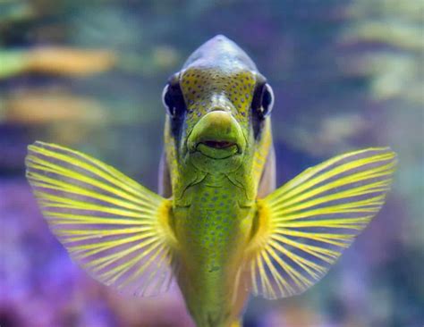 Coral bleaching is draining reef fishes of their bright colors