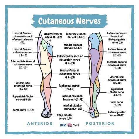 Cutaneous Nerves - Lower Limb Anatomy - MEDizzy