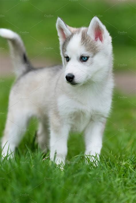 Siberian husky puppy | High-Quality Animal Stock Photos ~ Creative Market