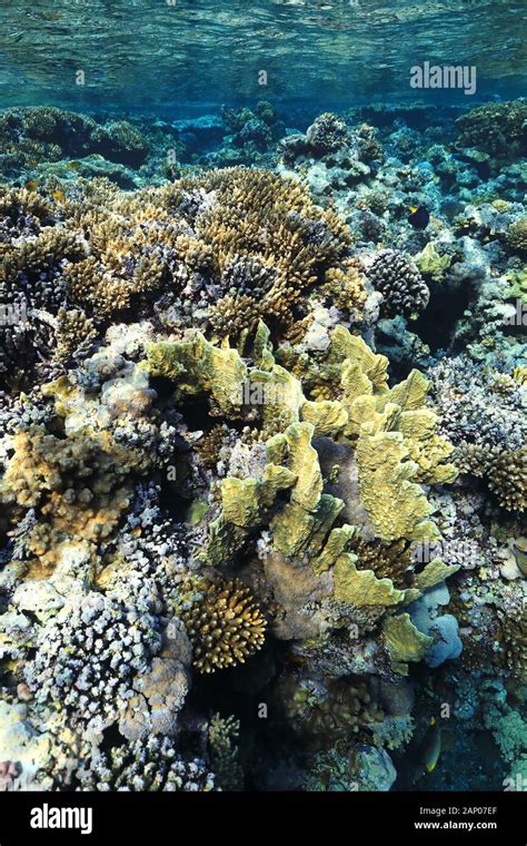 Beautiful shallow coral reef underwater in the Red Sea Stock Photo - Alamy