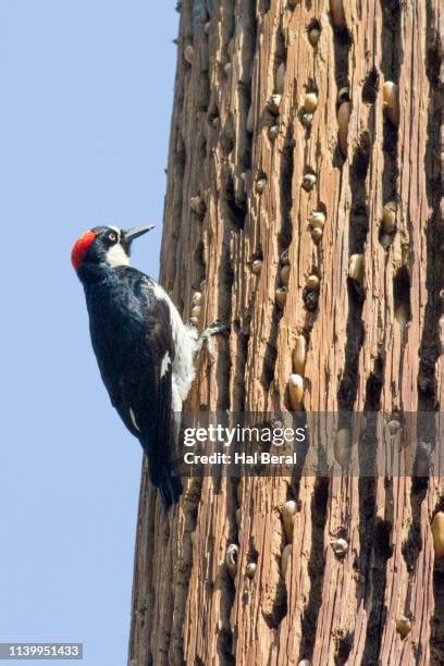 471 Acorn Woodpecker Stock Photos, High-Res Pictures, and Images ...