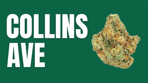 Collins Ave Weed Strain: The High Road to Relaxation