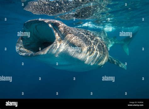 Whale shark (Rhincodon typus) mouth open filter feeding at the surface ...