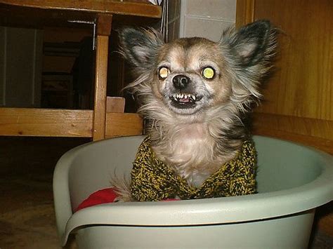 My mothers scary Chihuahua | Chihuahua, Funny animals, Scary