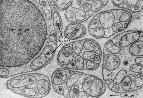 Schwann Cells in Unmyelinated Nerve, EM - Stock Image - C043/5429 - Science Photo Library