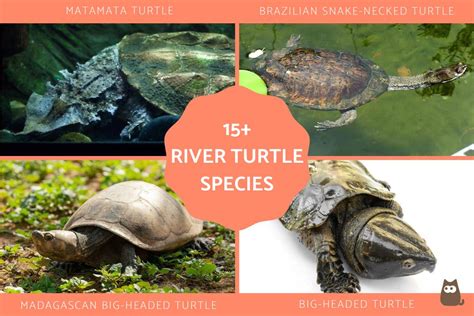 15+ River Turtle Species Types With Photos