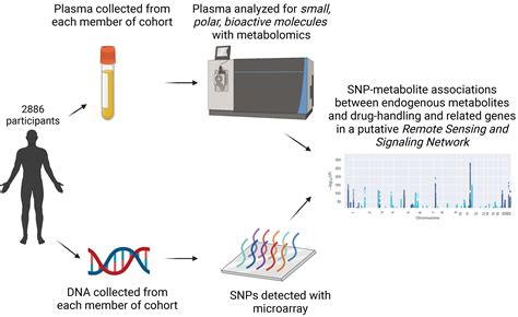 Metabolites | Free Full-Text | Regulation of Human Endogenous ...