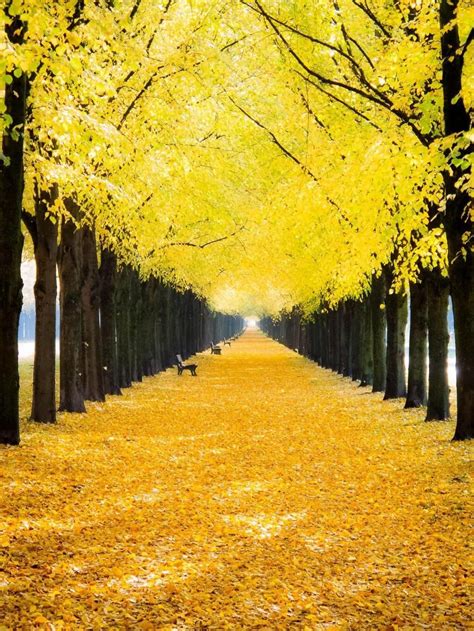 Yellow Tree Wallpapers - Top Free Yellow Tree Backgrounds - WallpaperAccess