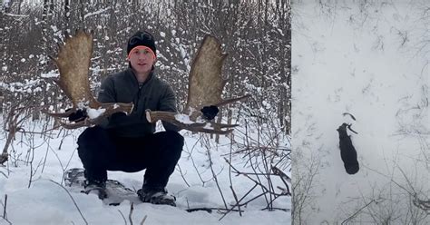 Drone Photographer Captures Rare Footage of Moose Shedding its Antlers ...