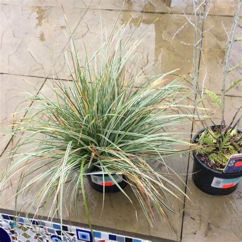 Carex oshimensis 'Everest', Variegated Japanese Sedge - uploaded by ...