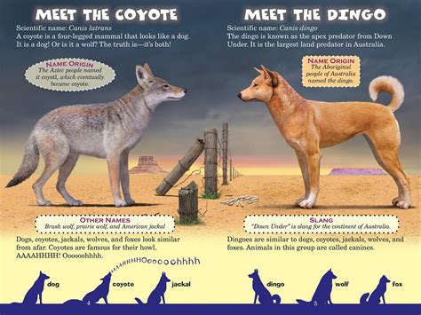 Who Would Win?: Coyote vs. Dingo | Scholastic Canada