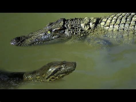 ANACONDA ATTACKS !!!!!!! MOST AMAZING PREDATORS ATTACKS!!!!!! - YouTube