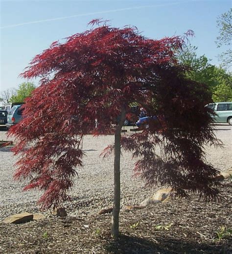 Japanese Maple Chrimson Queen Summer Color below landscapenashville.com | Japanese maple tree ...