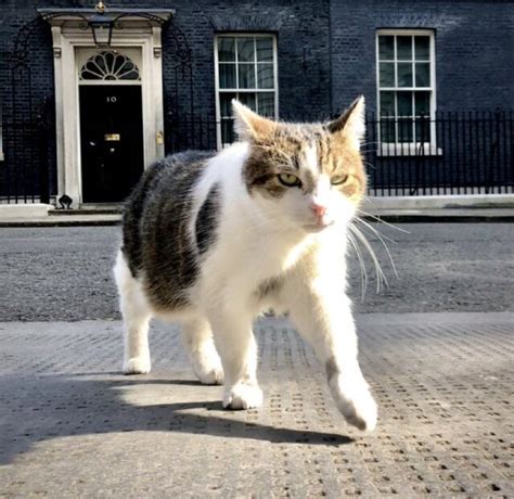 10 Downing Street Cat Threatens Resignation, "Either He Goes, Or I Do”