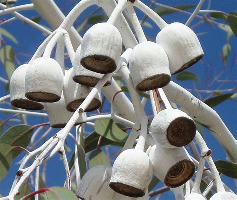 Tree With Large Seed Pods – Mxzim.com