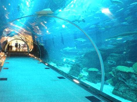 Dubai Aquarium And Underwater Zoo | Travel Tips for Holiday Around the ...