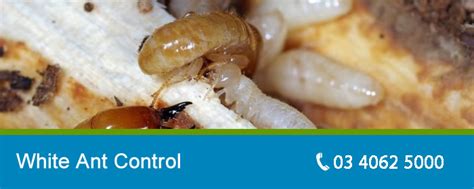 White Ant Control Melbourne | Pro Pest Control Melbourne