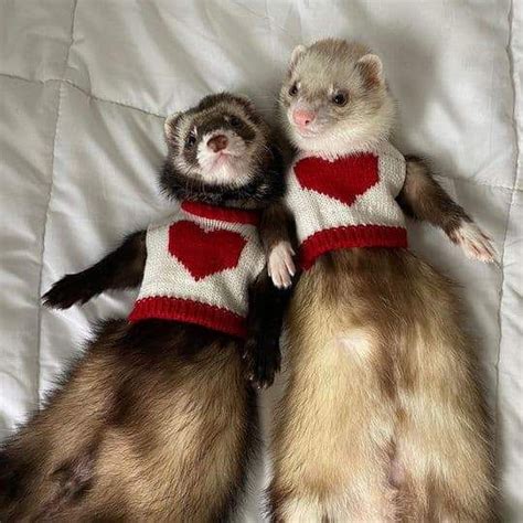 14 of the Best Ferret Costumes We've Seen so Far - Ferret Voice Baby ...