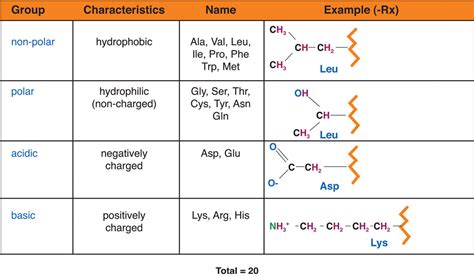 7.2: Defining Protein - Medicine LibreTexts