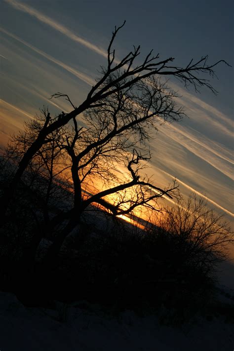 Free Images : branch, tree, nature, natural landscape, sunset, cloud, evening, sunrise, twig ...