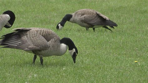 Coon Rapids enacts plan to manage geese | KARE 11 | Scoopnest