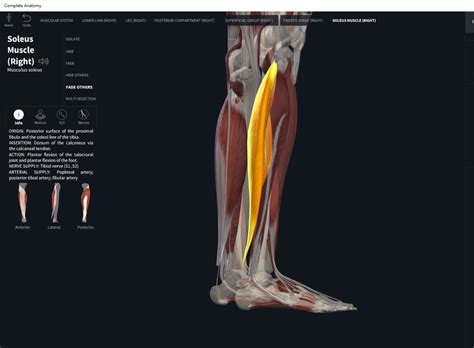 Muscles: Soleus. – Anatomy & Physiology