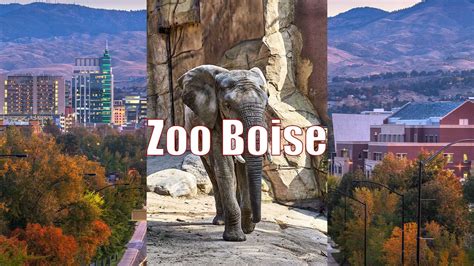 Learn about Zoo Boise and what to expect to see there.