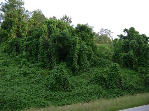 A Kudzu-less South? Never. | Paisagens