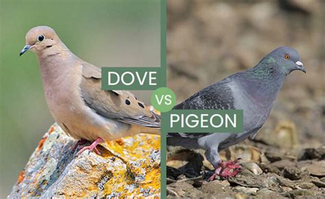 Dove vs Pigeon – Are They Complete Opposites Of Each Other?