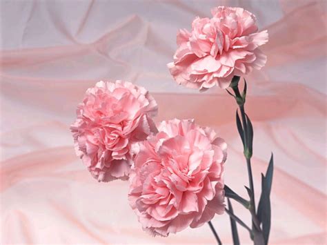 Pink Carnation - Pink (Color) Photo (34691918) - Fanpop