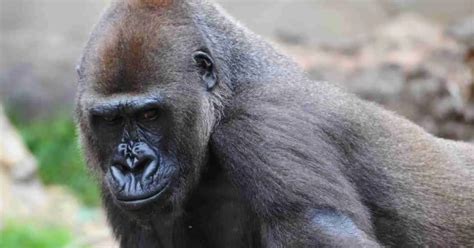 Silverback Gorilla Behavior - AnimalBehaviorCorner