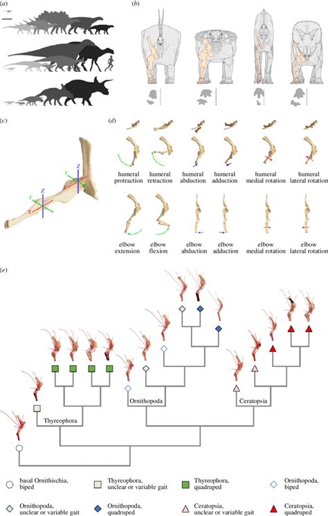 (a) Ornithischian bauplan disparity represented by silhouettes of the... | Download Scientific ...