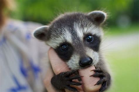 tiny raccoon | Cute animals, Animals, Cute baby animals