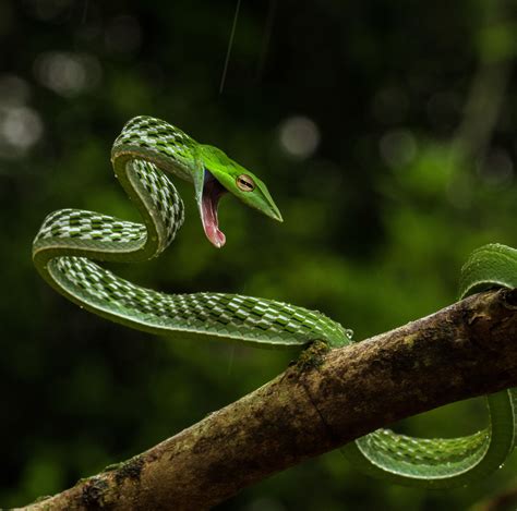 Green vine snake found in the rainforest of Agumbe : r/snakes